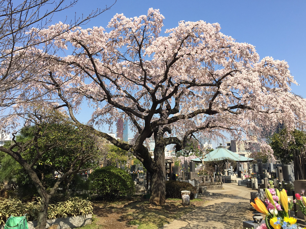 桜満開 株式会社 石徳 東京都内のお墓 霊園墓地情報 寺院の紹介 国産墓石取扱